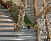 parakeet-for-sale-in-springfield-il