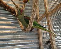 green-bird-for-sale-in-springfield-il