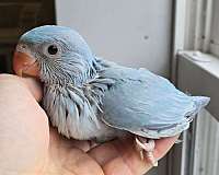 ringneck-parakeet-for-sale