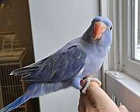 baby-ringneck-parakeet-for-sale