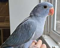 ringneck-parakeet-for-sale-in-eau-claire-wi