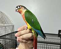 green-red-bird-for-sale-in-little-rock-ar