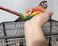 companion-bird-for-sale-in-little-rock-ar