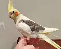 bird-for-sale-in-inwood-wv