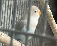 lovebird-for-sale-in-simi-valley-ca