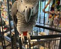 green-cheek-conure-for-sale-in-wilmington-ma