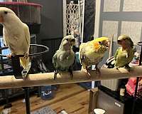 conure-for-sale