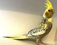 green-yellow-bird-for-sale-in-wilmington-ma