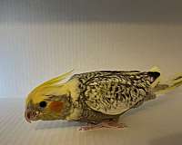 conure-for-sale