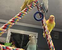 peach-faced-lovebird-for-sale-in-wilmington-ma