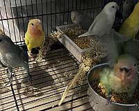 baby-peach-faced-lovebird-for-sale