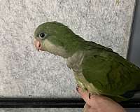 african-grey-parrot-for-sale