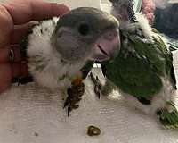 african-grey-parrot-for-sale-in-wilmington-ma