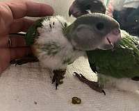 african-grey-parrot-for-sale