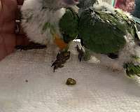 baby-african-grey-parrot-for-sale