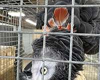 african-grey-parrot-for-sale-in-okla-city-ok