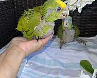 yellow-naped-amazon-parrot-for-sale-in-naples-fl