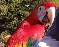 scarlet-macaw-for-sale-in-alaska