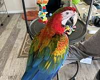 hybrid-macaw-for-sale-in-weatherford-tx