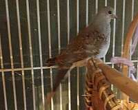 pied-bird-for-sale-in-wooster-oh