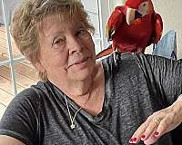 macaw-scarlet-macaw-for-sale-in-portland-or