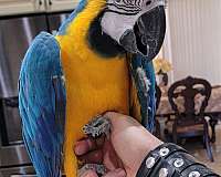 macaw-blue-gold-macaw-for-sale-in-plainfield-il