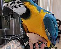 white-macaw-blue-gold-macaw-for-sale