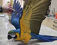 white-macaw-blue-gold-macaw-for-sale