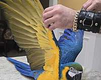 macaw-blue-gold-macaw-for-sale-in-plainfield-il