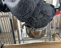 tame-bird-for-sale-in-weatherford-tx