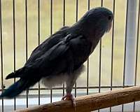 parrotlet-for-sale-in-naugatuck-ct