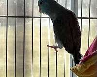 adult-bird-for-sale-in-naugatuck-ct
