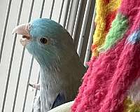 blue-bird-for-sale-in-naugatuck-ct