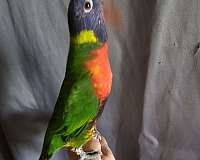 lory-for-sale-in-california