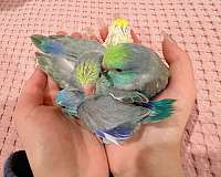 parrotlet-for-sale-in-los-angeles-ca