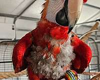 macaw-parrot-for-sale-in-jacksonville-nc