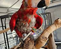 rescue-macaw-parrot-for-sale