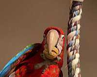 macaw-for-sale-in-jacksonville-nc
