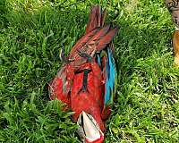 macaw-green-wing-macaw-for-sale-in-jacksonville-nc