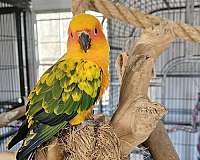 conure-for-sale-in-jacksonville-nc