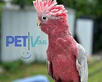 grey-rose-parrot-for-sale