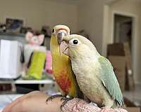 pineapple-red-conure-parrotlet-for-sale