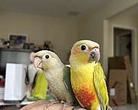 conure-parrotlet-for-sale-in-los-angeles-ca