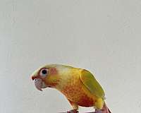 tame-conure-parrotlet-for-sale