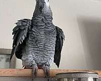 african-grey-parrot-for-sale-in-laguna-hills-ca