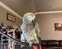 african-grey-parrot-for-sale-in-palm-coast-fl