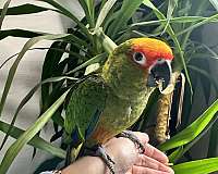 conure-for-sale-in-etters-pa