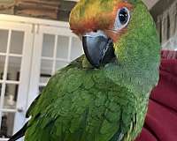 conure-gold-capped-conure-for-sale-in-etters-pa