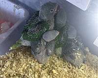 parakeet-for-sale-in-downey-ca