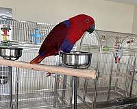 eclectus-parrots-for-sale-in-weatherford-tx